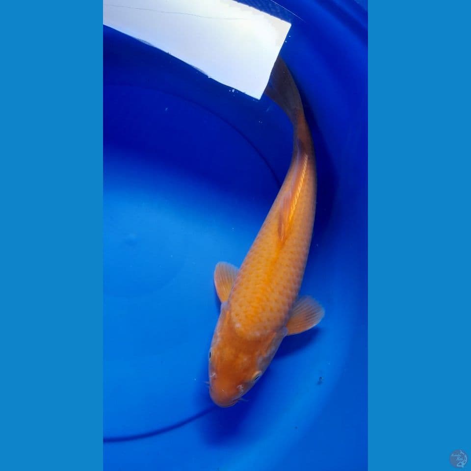 M 38CM RED KARASI MM