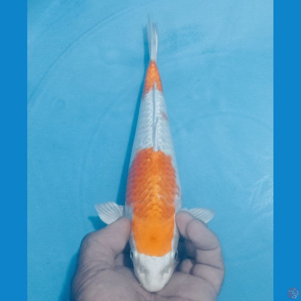 HARIWAK 27CM