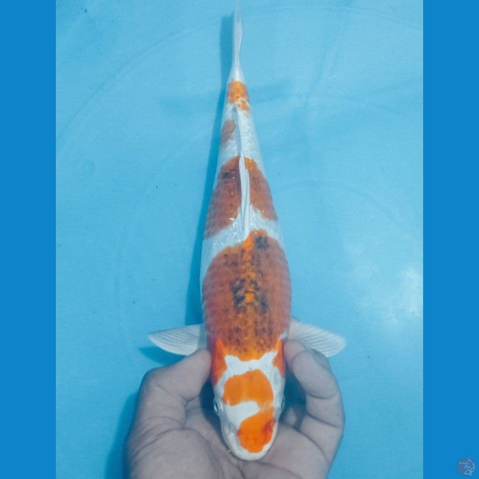 KAWARI 32CM
