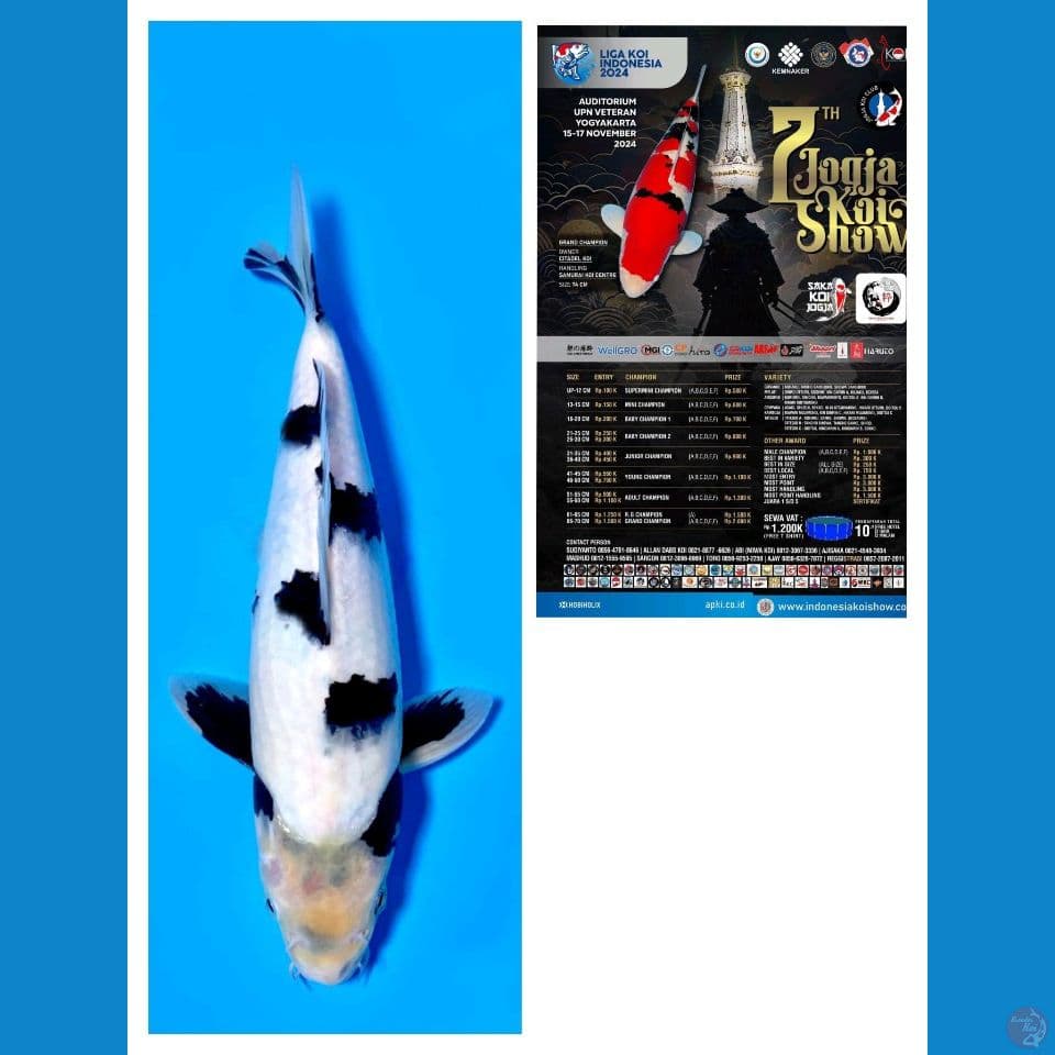 Shiro Bl Omosako 35bu Show Quality