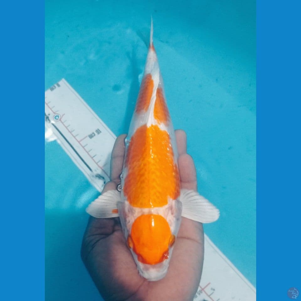 HARIWAKE 34CM