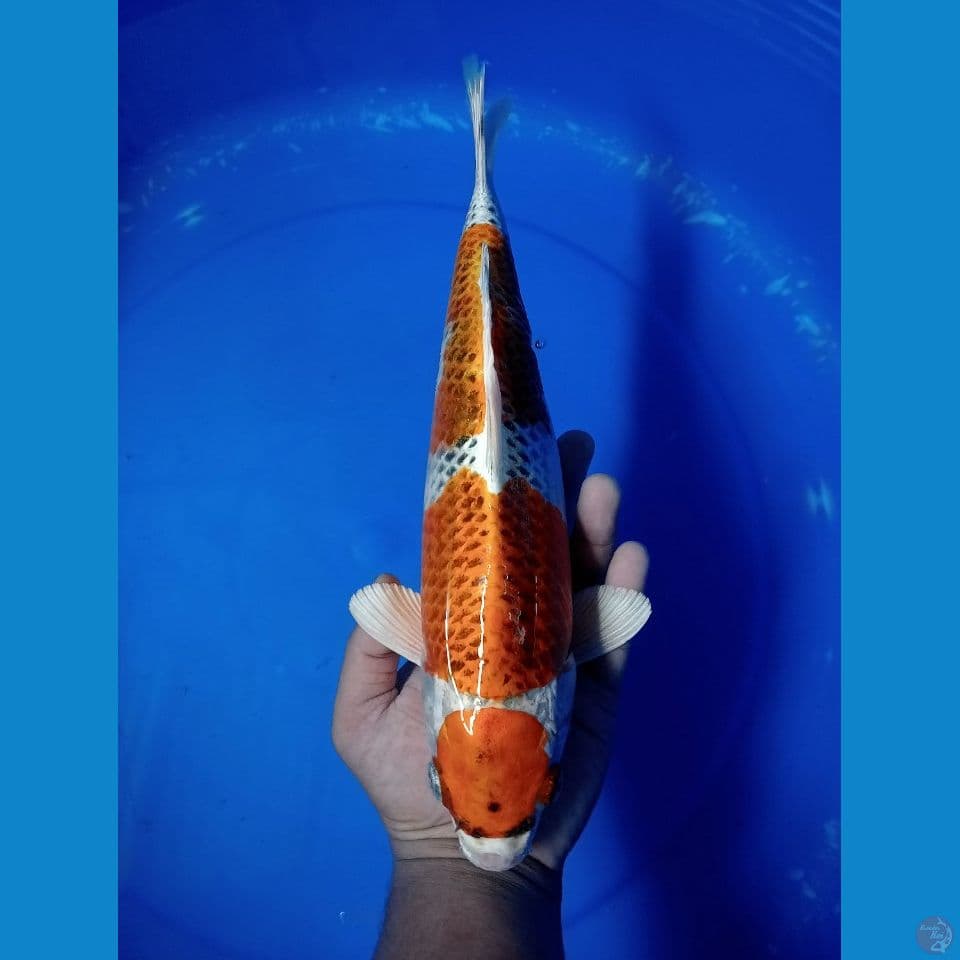 MARUTEN KUJAKU 33 CM