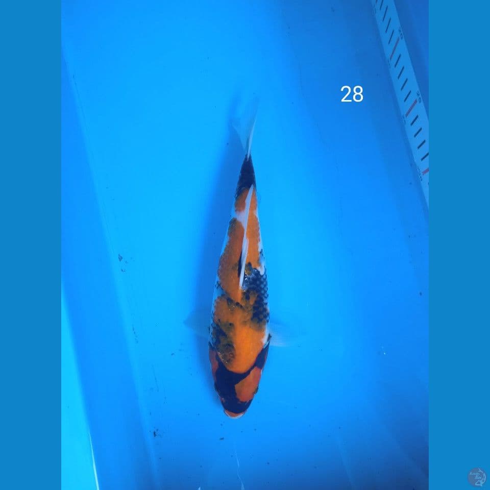 showa 28cm