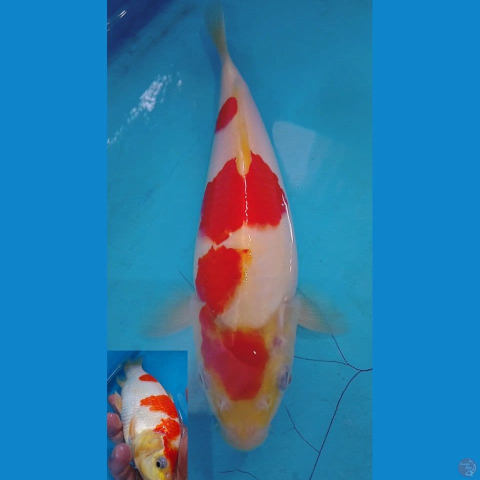 kohaku good body berpunuk