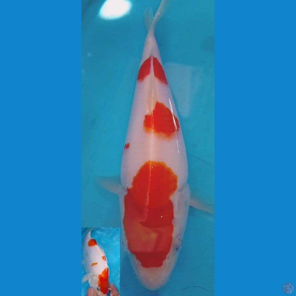 kohaku good body berpunuk