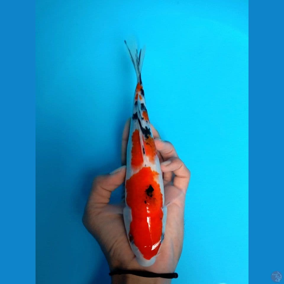 sanke 23cm