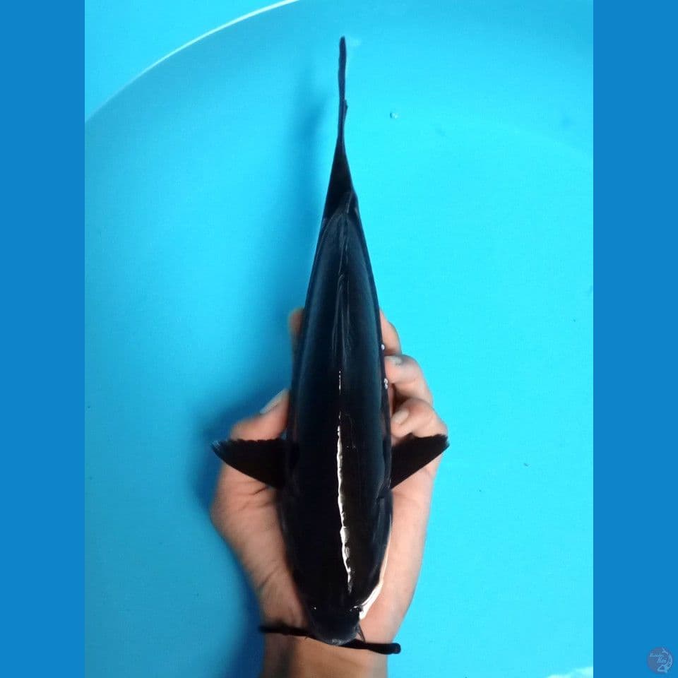 karasu tembus 30cm