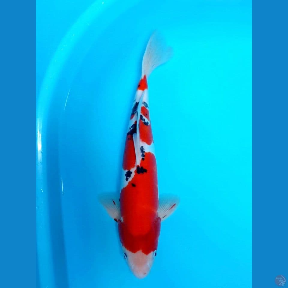 sanke doitsu 35cm