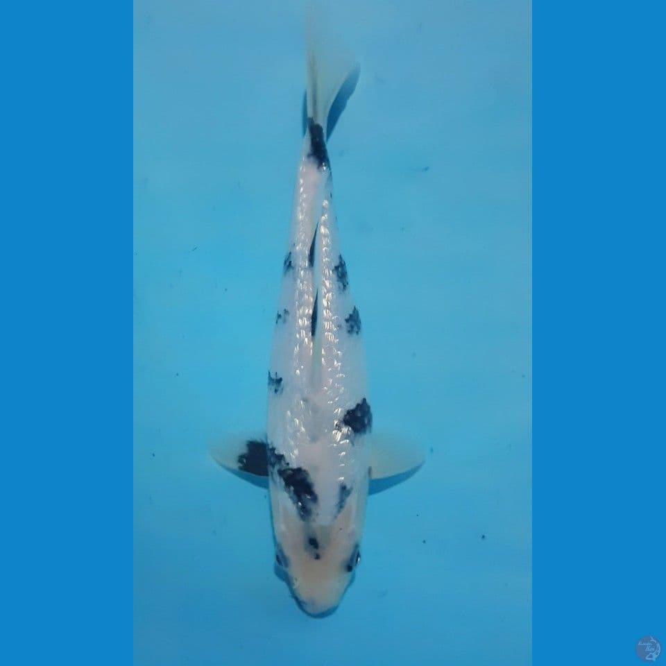 SQ SHIRO GINRIN BAHAN KEP