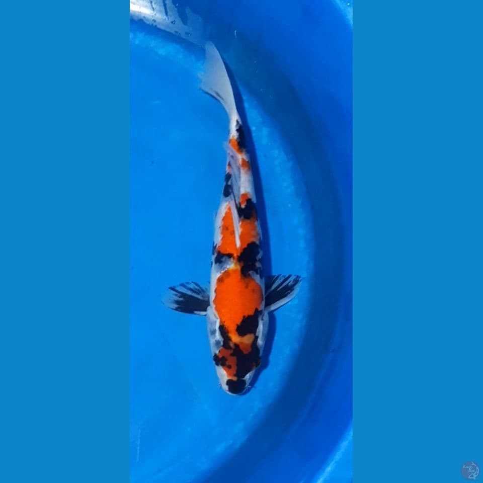 showa (32cm)