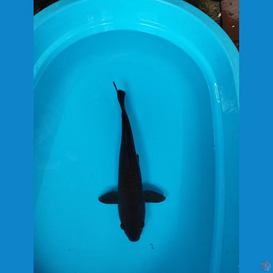 black cagoi 43cm