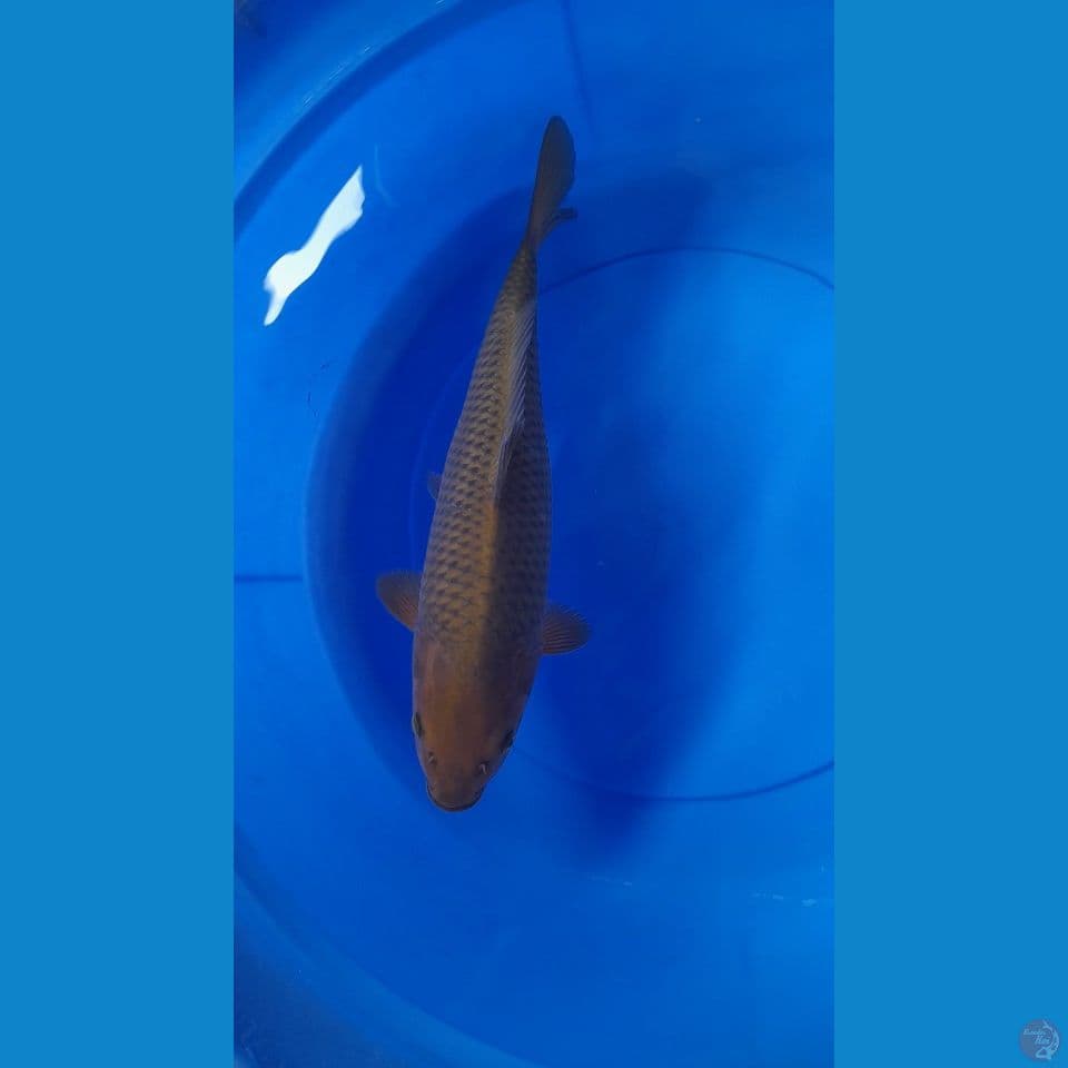 F 40CM CHAGOI