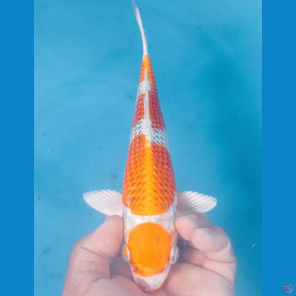 HIKARY 29CM