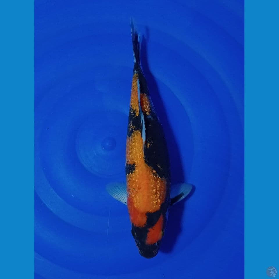 UTSURI 34 CM