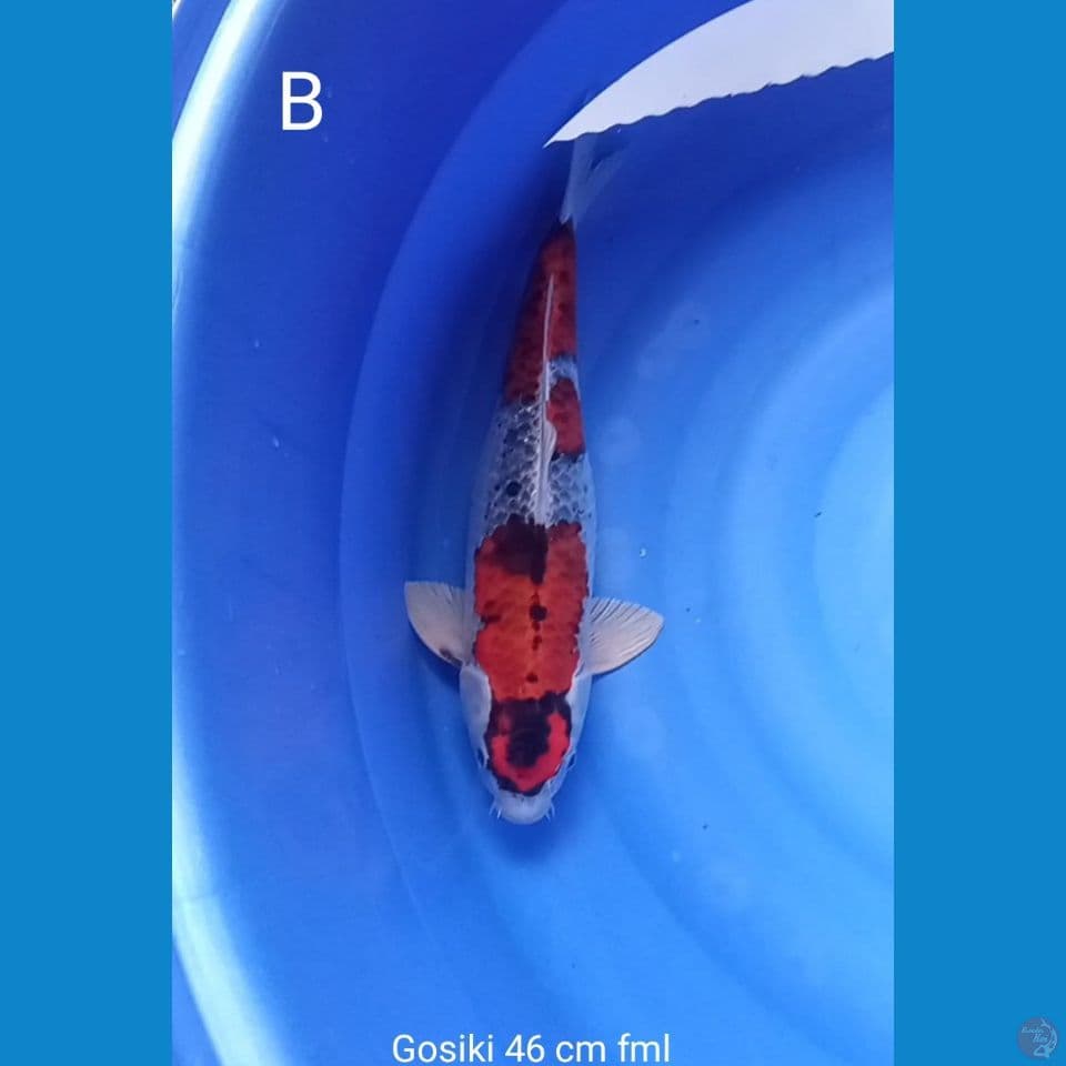 GOSIKI 46 CM FML