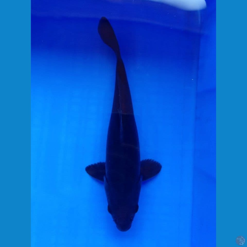 KARASU 27CM