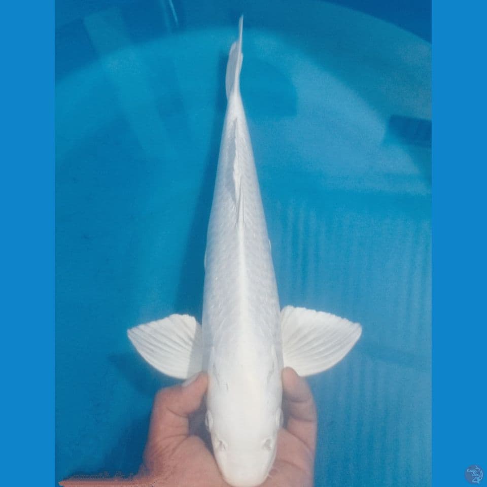 PLATINUM 50CM