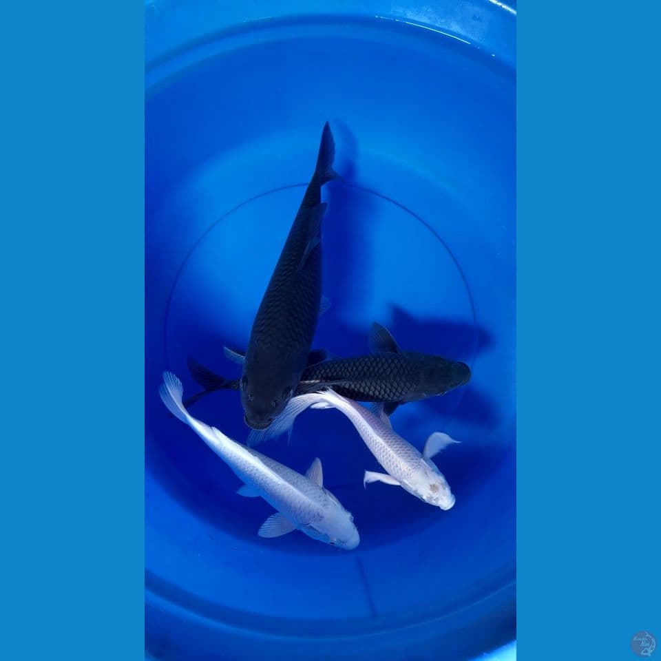 23-35cm BLACK SURAGOI MIX SLEYER