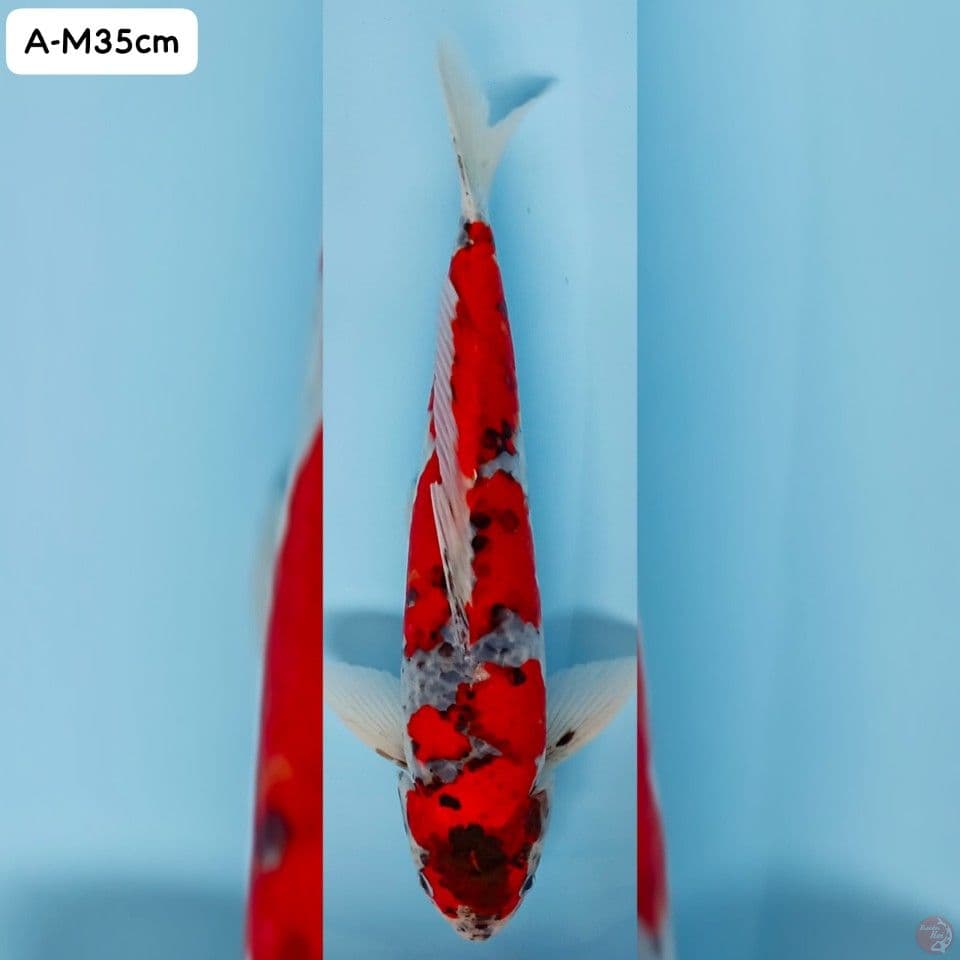 Ghosiki Male 35cm