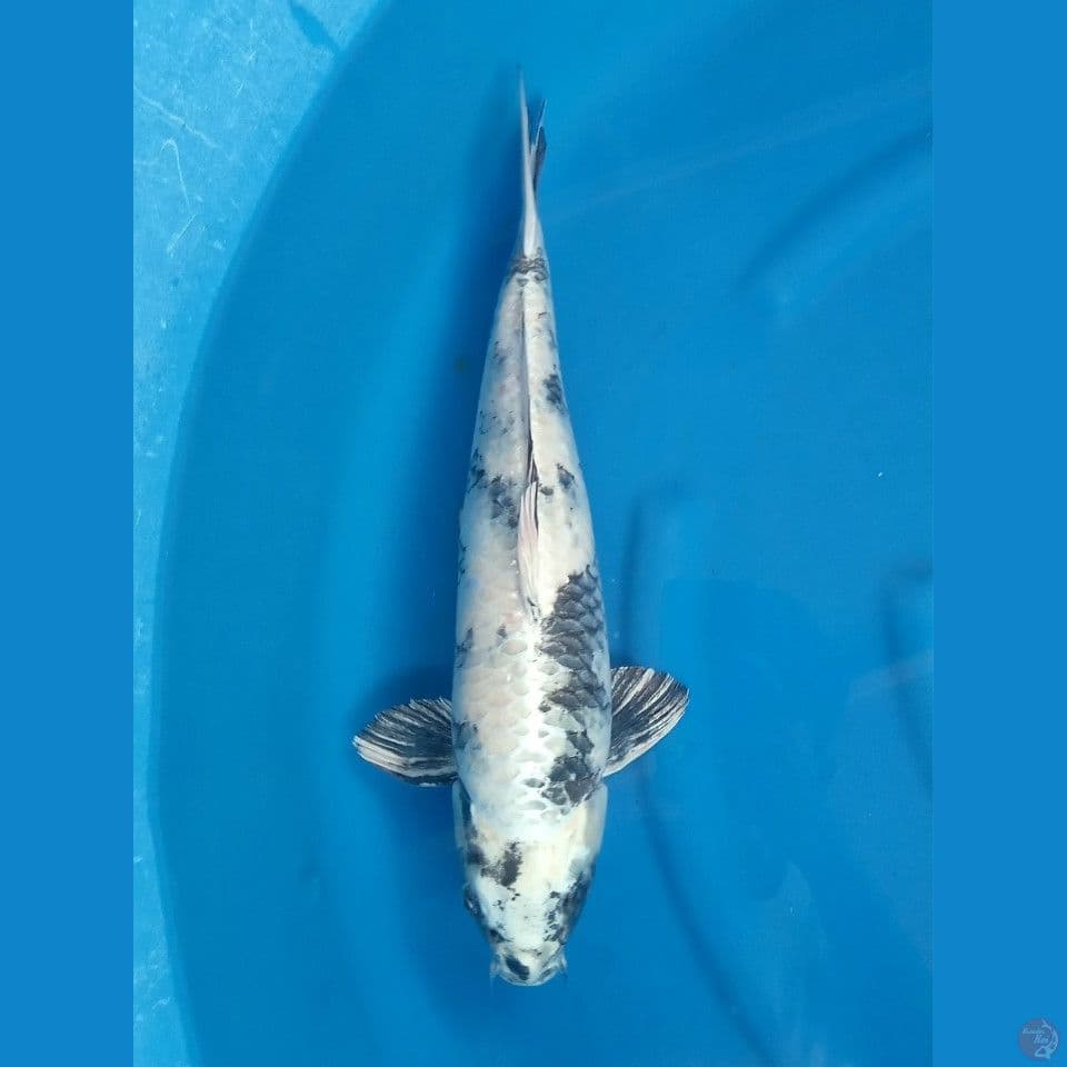 GIN SHIRO MALE 43CM
