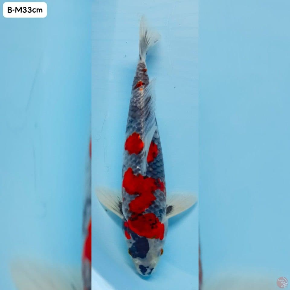 Kage Showa Male 33cm