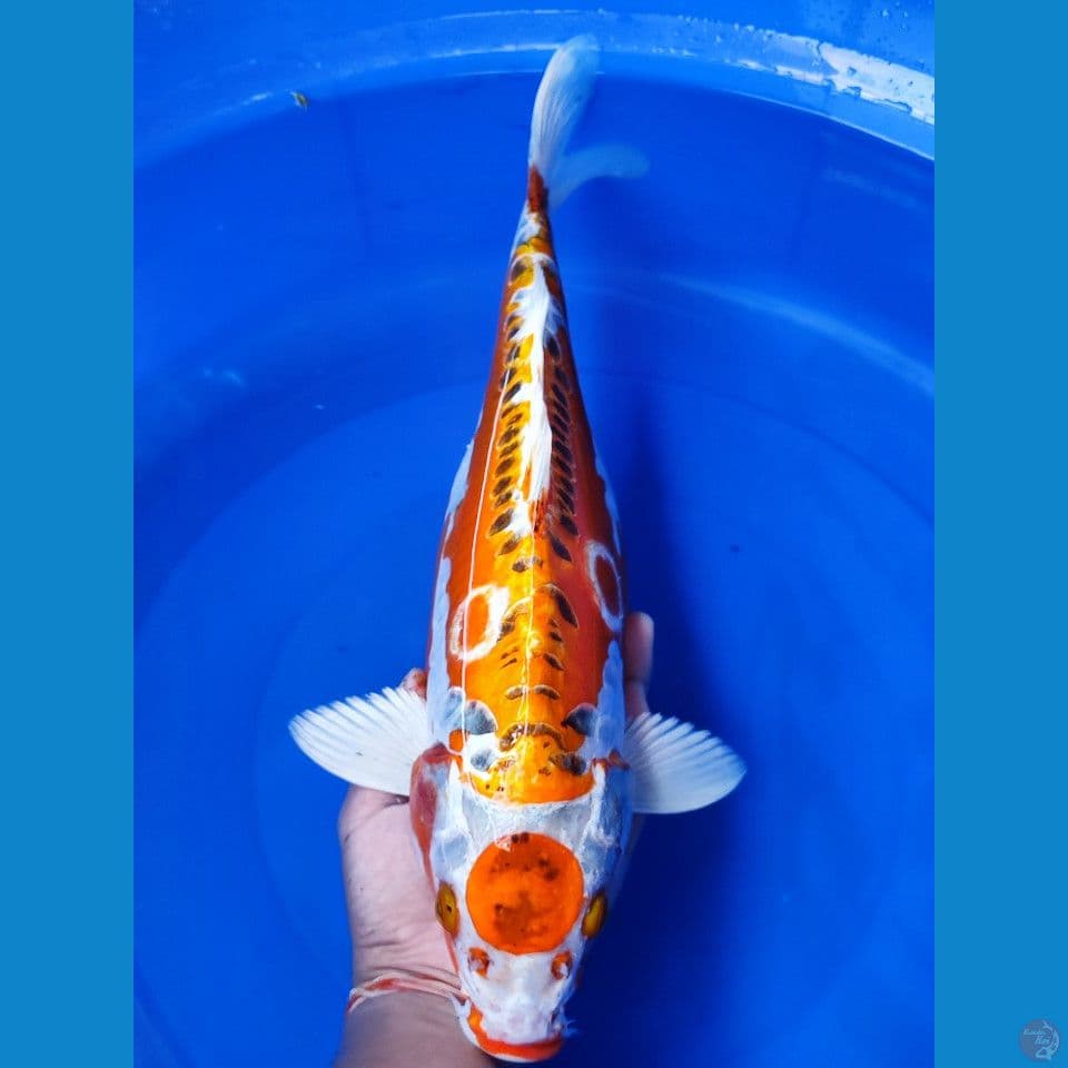 HQ maruten Hikarimoyomono 46 cm