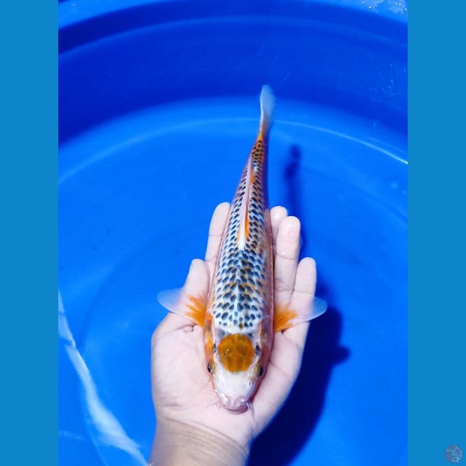 Maruten Ashagi Male 29 cm
