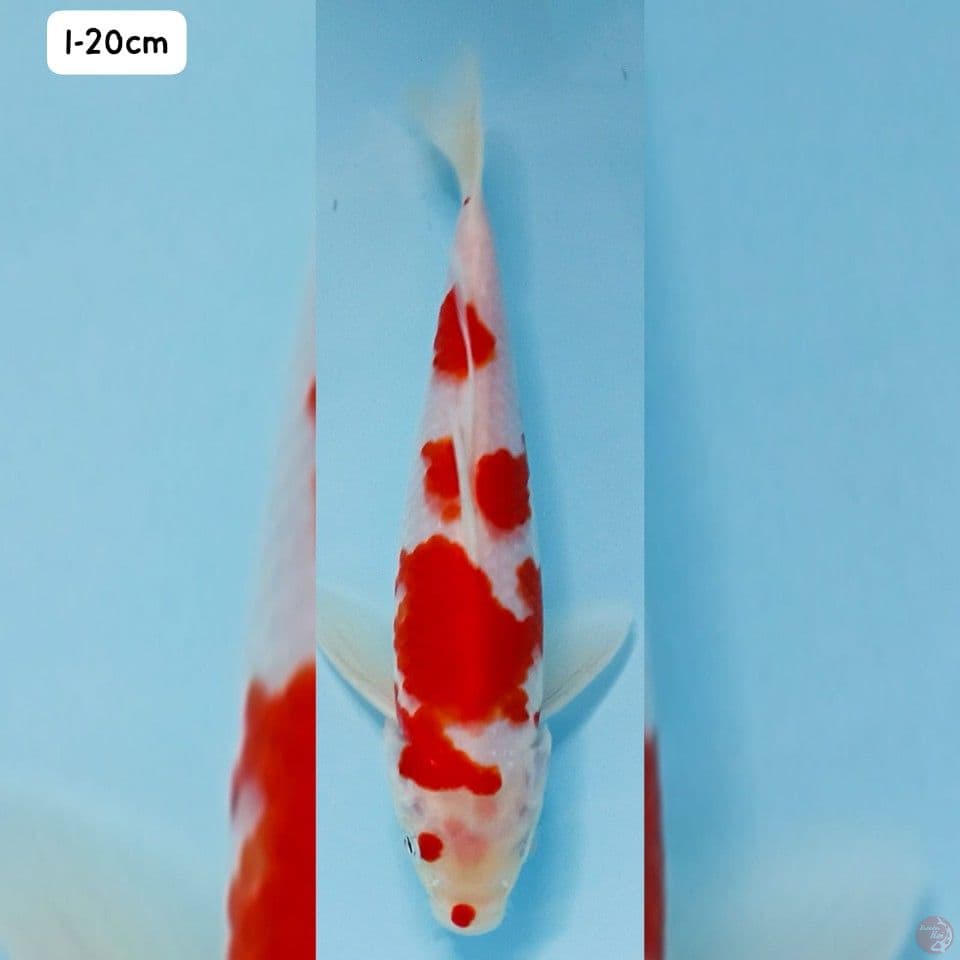kohaku