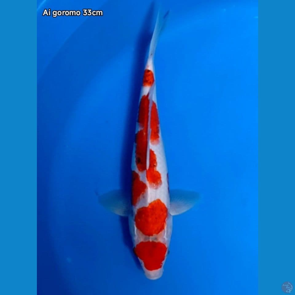 ai goromo 33cm