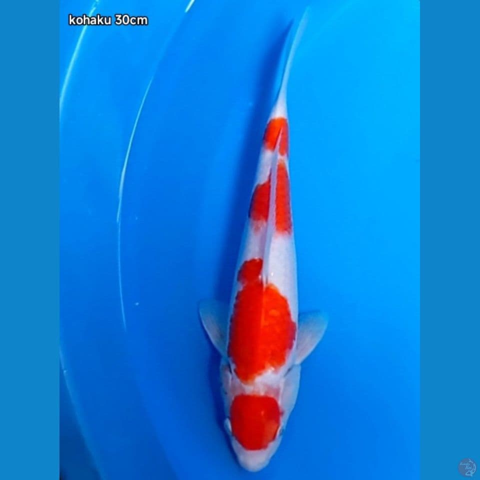 kohaku 30cm