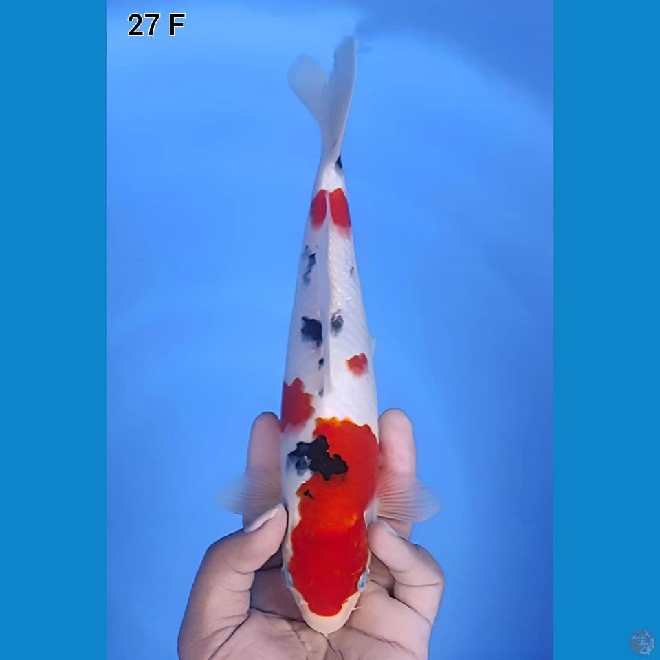 Sanke Original 27cm Betina
