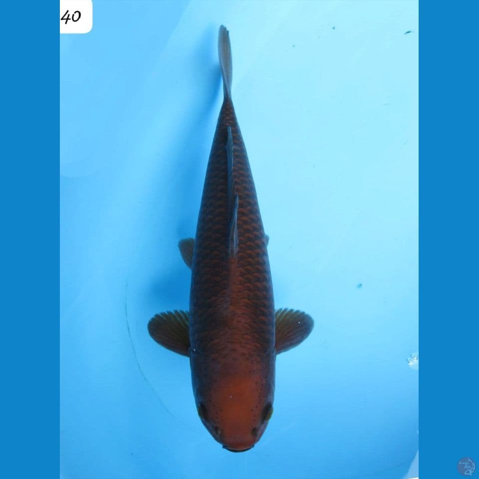 40cm male - Chagoi Tembaga