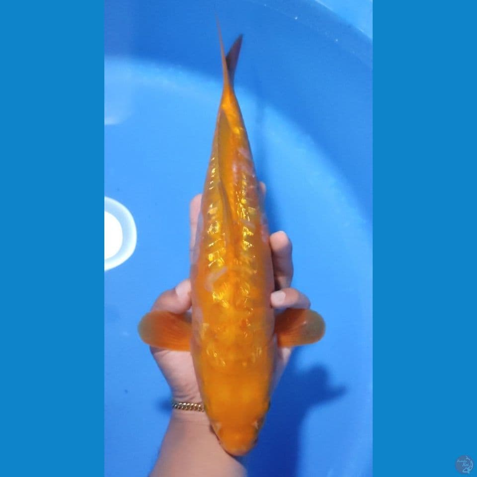 RED KARASI ARAGOKE GINRIN - 35CM