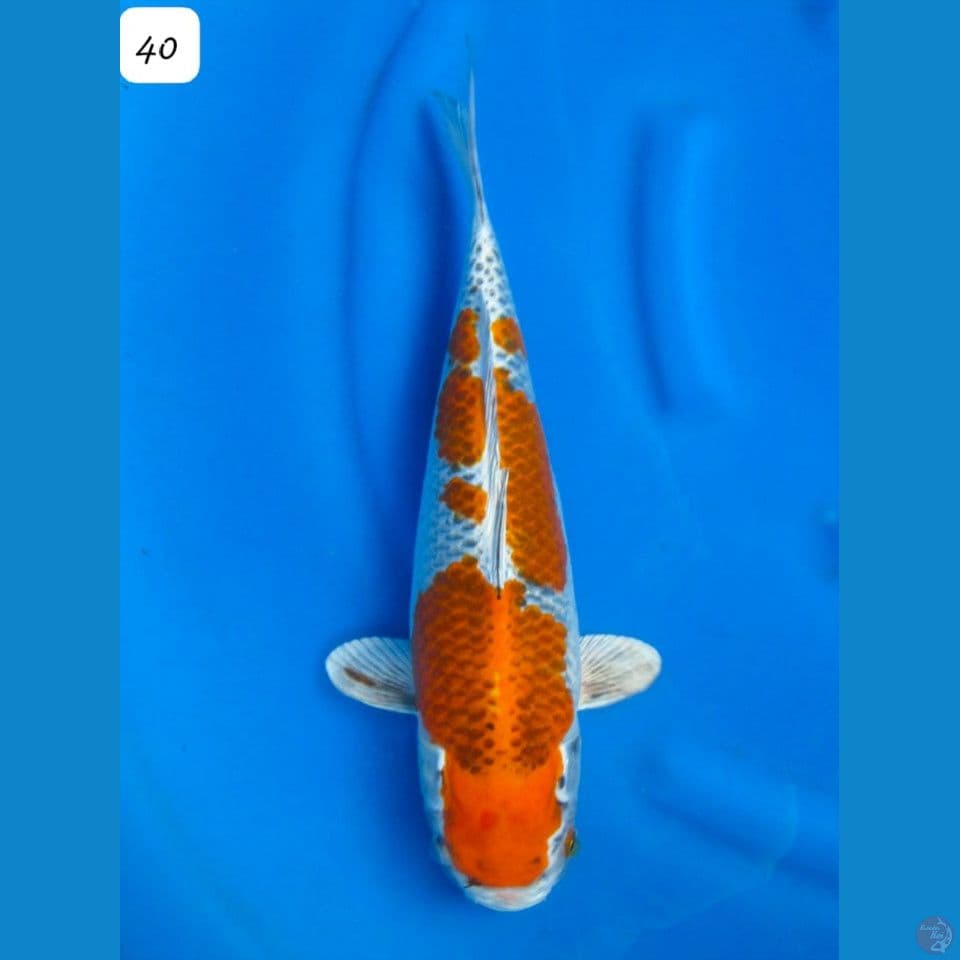 40cm Kujaku Kaneko