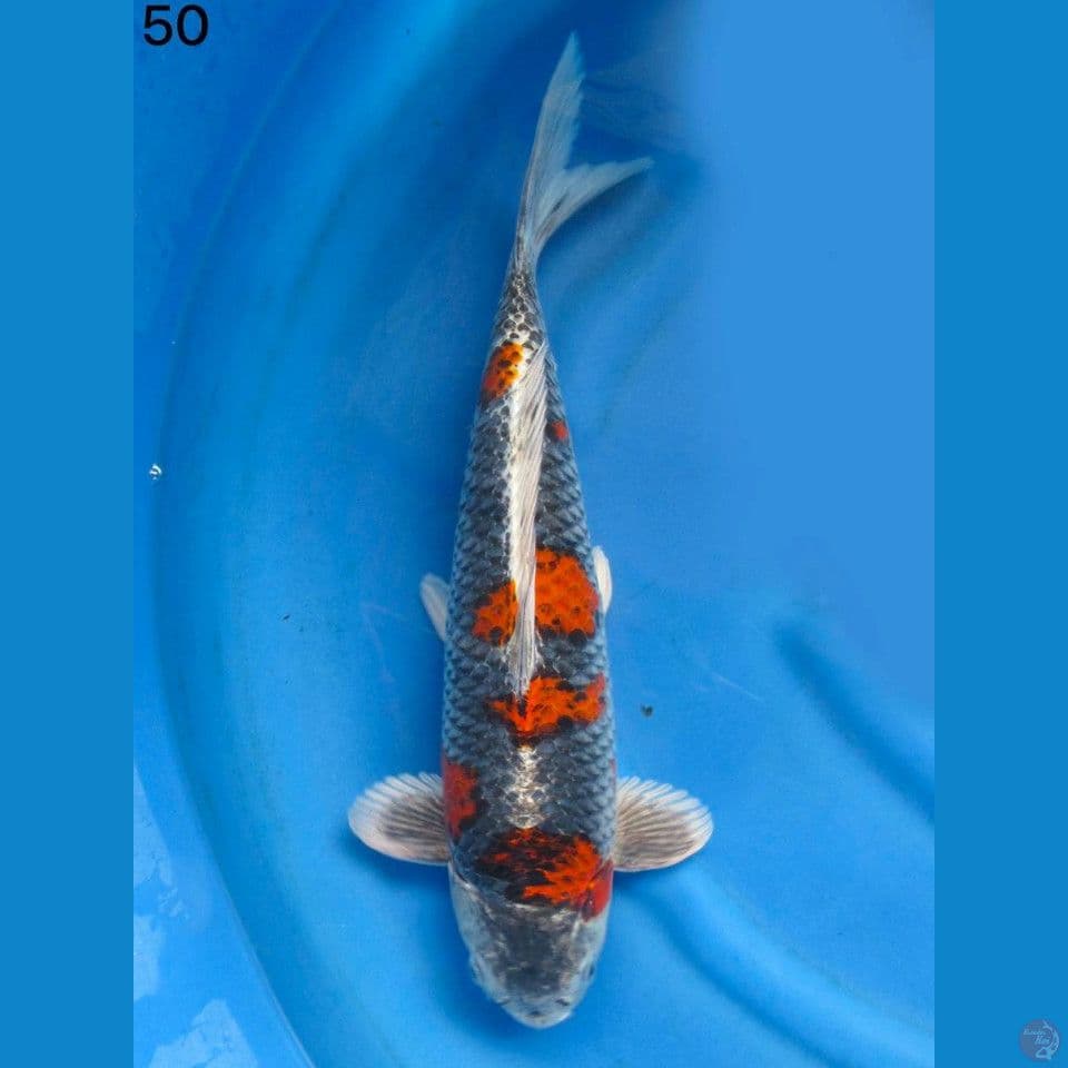 50cm Jumbo Beniginga Original