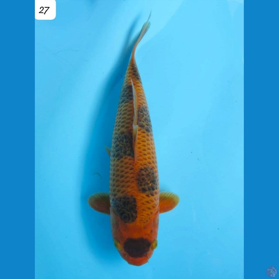 27cm Unique Sabikoyo
