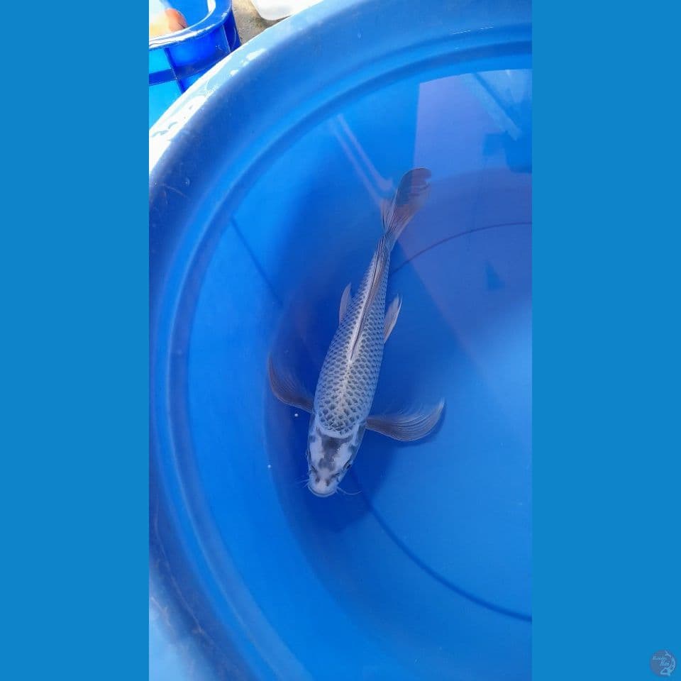 F 35CM MUKASI SILVER SLEYER