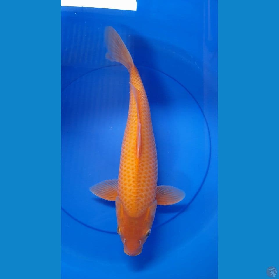 M 42CM RED KARASI