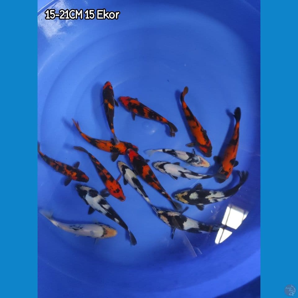PAKET SHIRO DAN UTSURI 15-21CM ( BREED MBAH MANGIL)