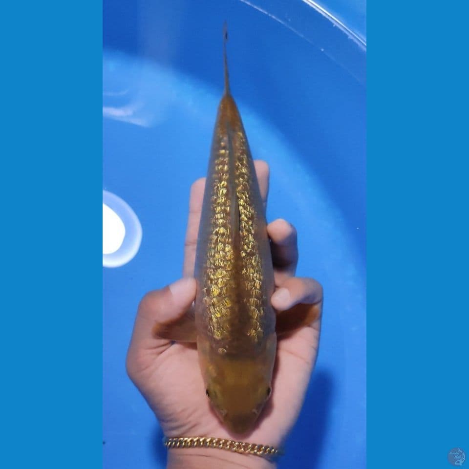 CARAMEL GINRIN MUNUK 25CM