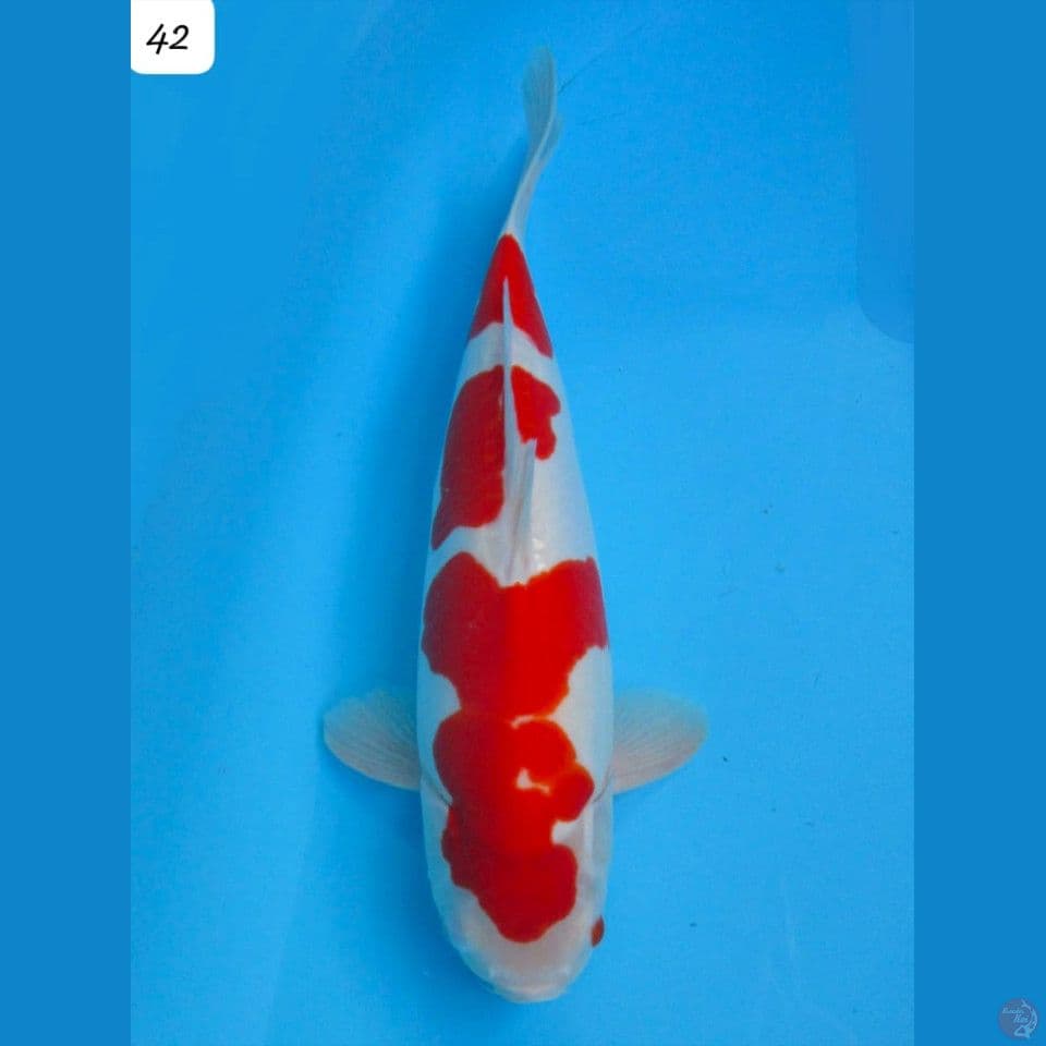 42cm Kohaku Doitsu SQ