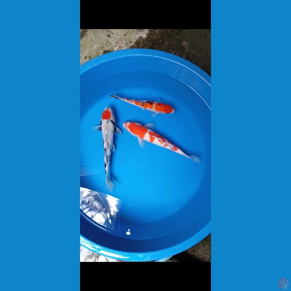 mix 24-30cm