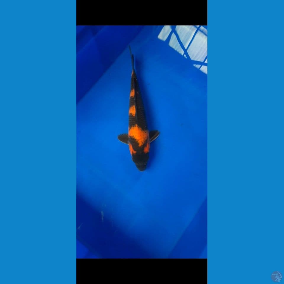 hi utshuri 30 cm