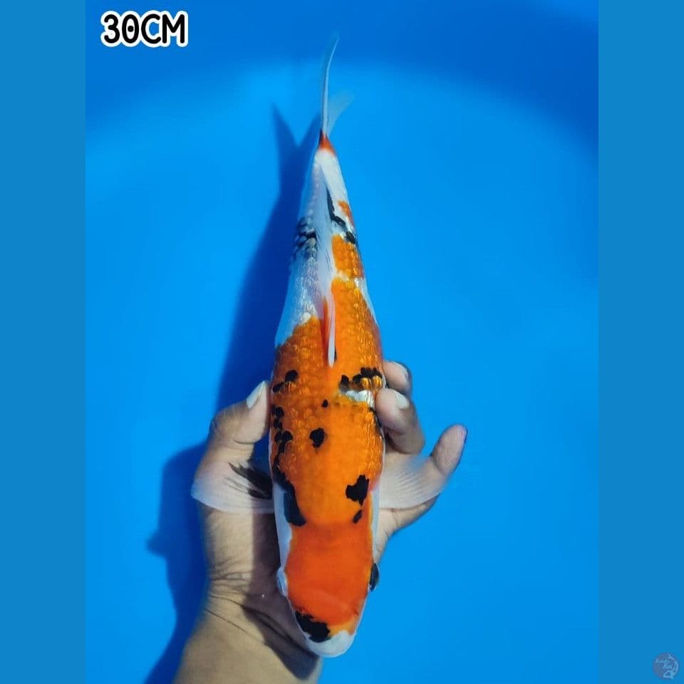 SHOWA GINRIN TATEGOI 30CM