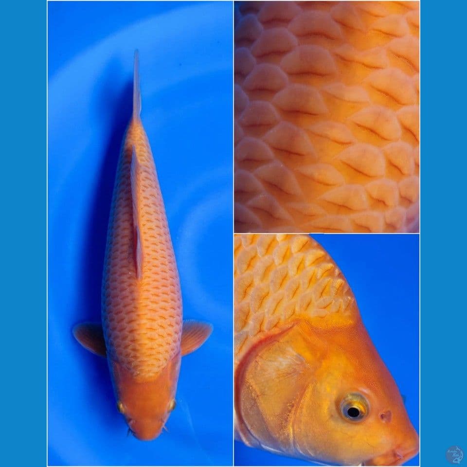 SUPER CARAMEL SHOW QUALITY 40CM MALE