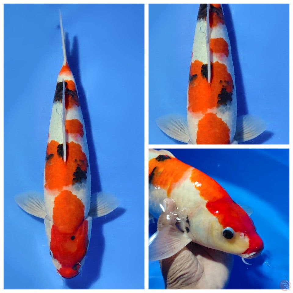 SHOWA KINDAY TATEGOI BODY TEBAL BERPUNUK CALON JUMBO 41CM