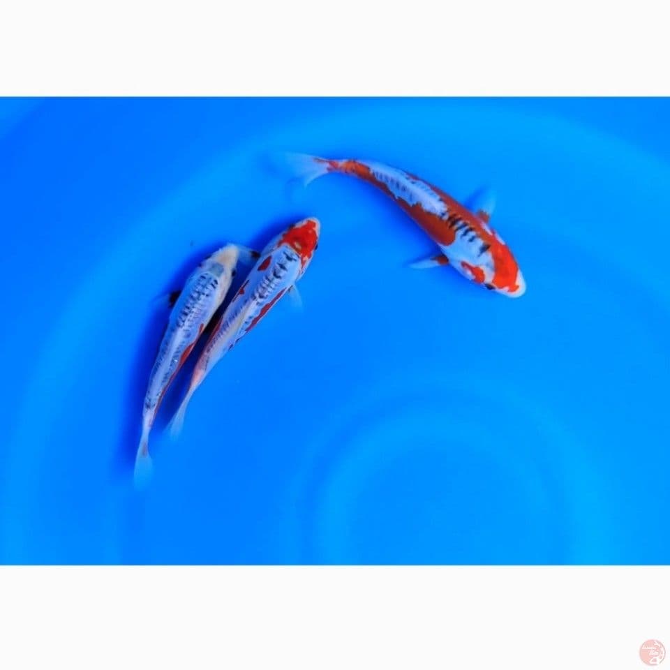 3 EKOR SHUSUI BLOODLINE YAMAJU 17-20CM