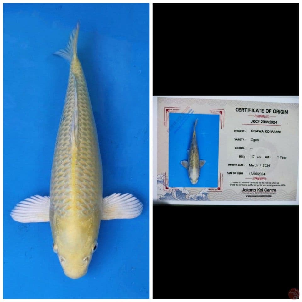 Okawa Ogon