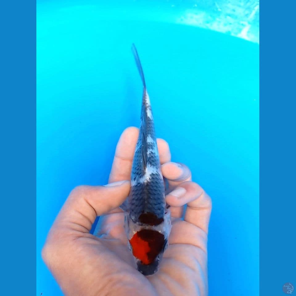 tancho showa 17cm