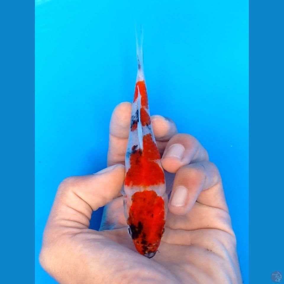showa 13cm